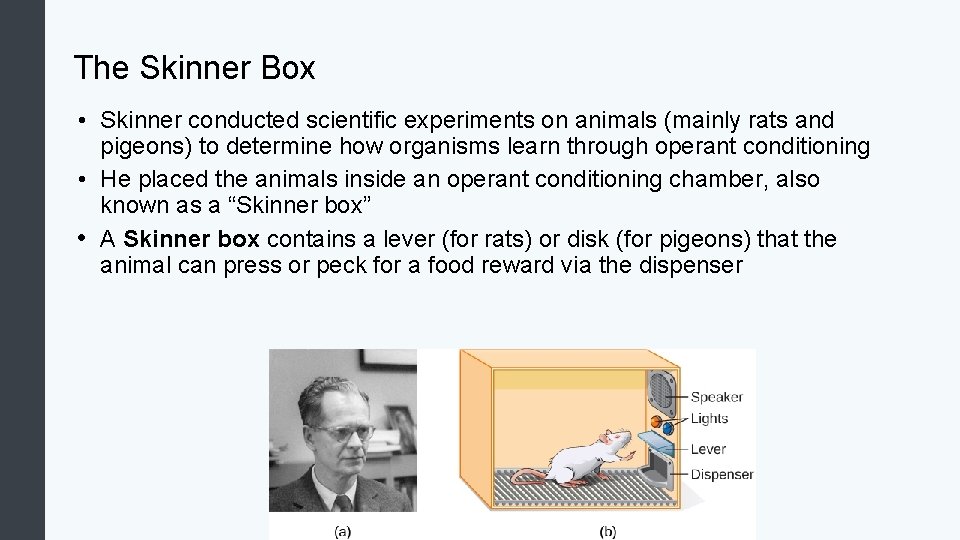 The Skinner Box • Skinner conducted scientific experiments on animals (mainly rats and pigeons)