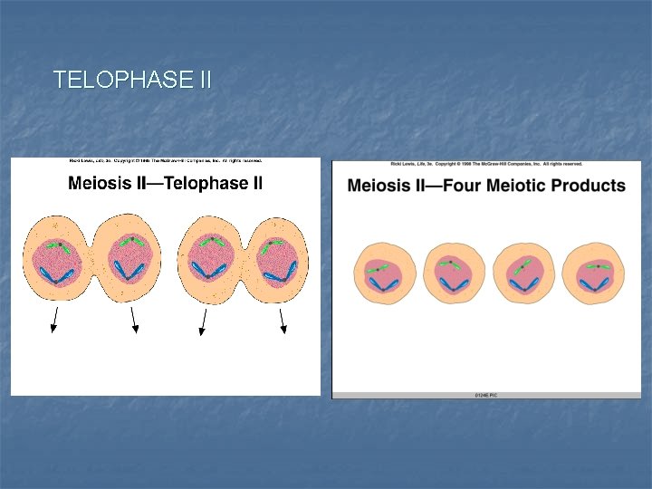 TELOPHASE II 