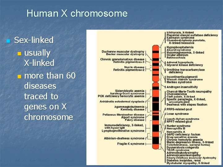 Human X chromosome n Sex-linked n usually X-linked n more than 60 diseases traced