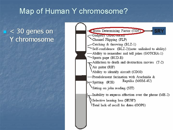 Map of Human Y chromosome? n < 30 genes on Y chromosome SRY 