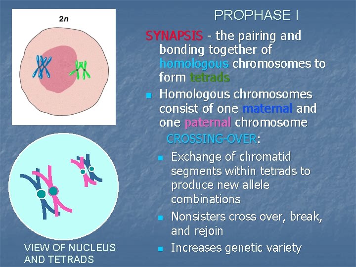 PROPHASE I SYNAPSIS - the pairing and bonding together of homologous chromosomes to form
