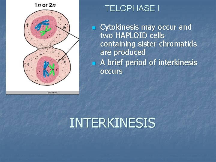 TELOPHASE I n n Cytokinesis may occur and two HAPLOID cells containing sister chromatids