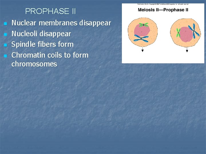 PROPHASE II n n Nuclear membranes disappear Nucleoli disappear Spindle fibers form Chromatin coils