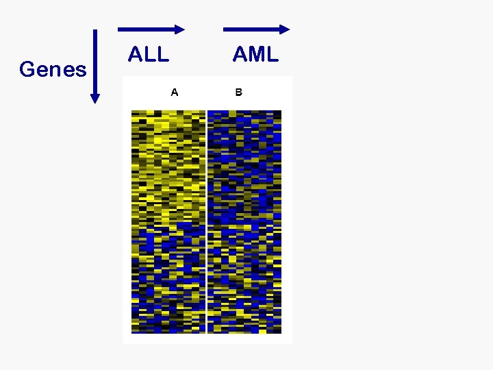 Genes ALL AML Genes ALL AML