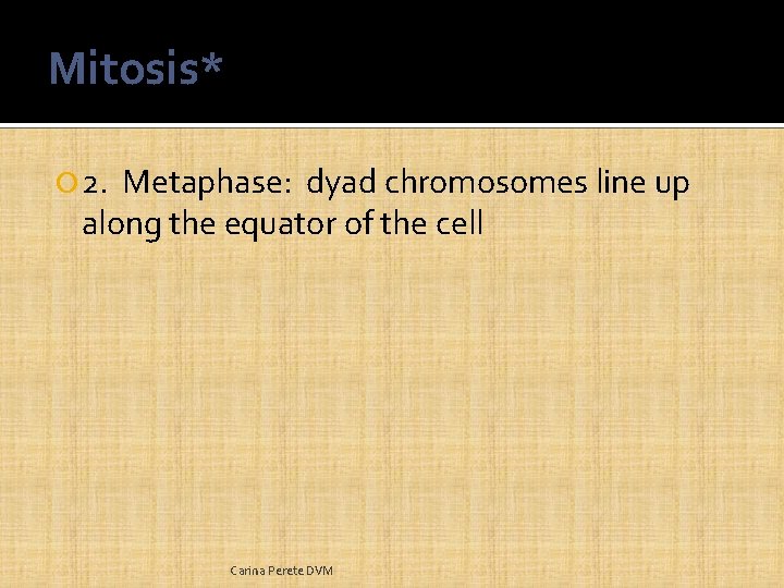 Mitosis* 2. Metaphase: dyad chromosomes line up along the equator of the cell Carina