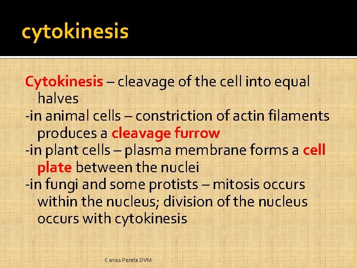 cytokinesis Cytokinesis – cleavage of the cell into equal halves -in animal cells –