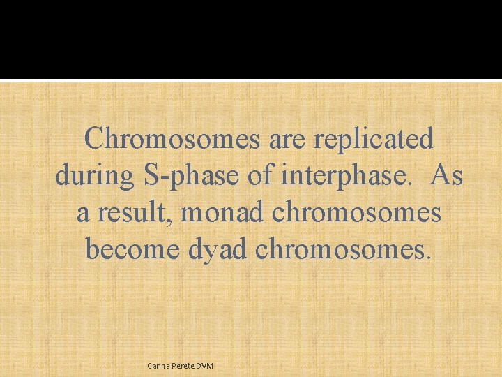 Chromosomes are replicated during S-phase of interphase. As a result, monad chromosomes become dyad