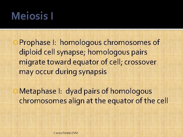 Meiosis I Prophase I: homologous chromosomes of diploid cell synapse; homologous pairs migrate toward