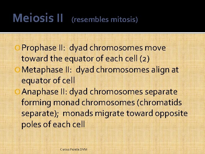 Meiosis II (resembles mitosis) Prophase II: dyad chromosomes move toward the equator of each