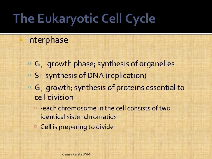 The Eukaryotic Cell Cycle Interphase G 1 growth phase; synthesis of organelles S synthesis