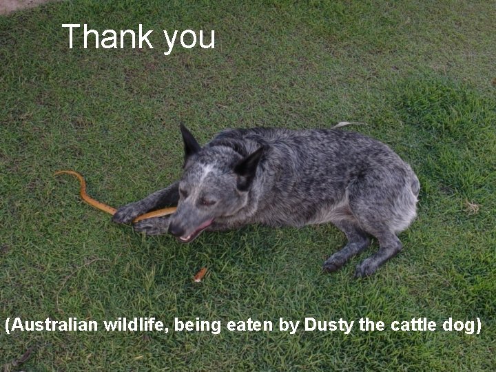 Thank you (Australian wildlife, being eaten by Dusty the cattle dog) 