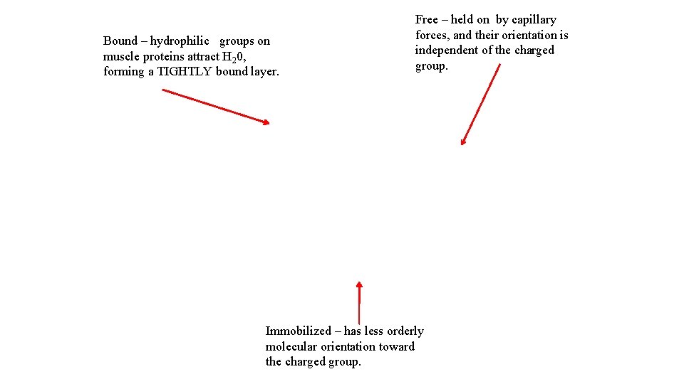 Bound – hydrophilic groups on muscle proteins attract H 20, forming a TIGHTLY bound Bound – hydrophilic groups on muscle proteins attract H 20, forming a TIGHTLY bound