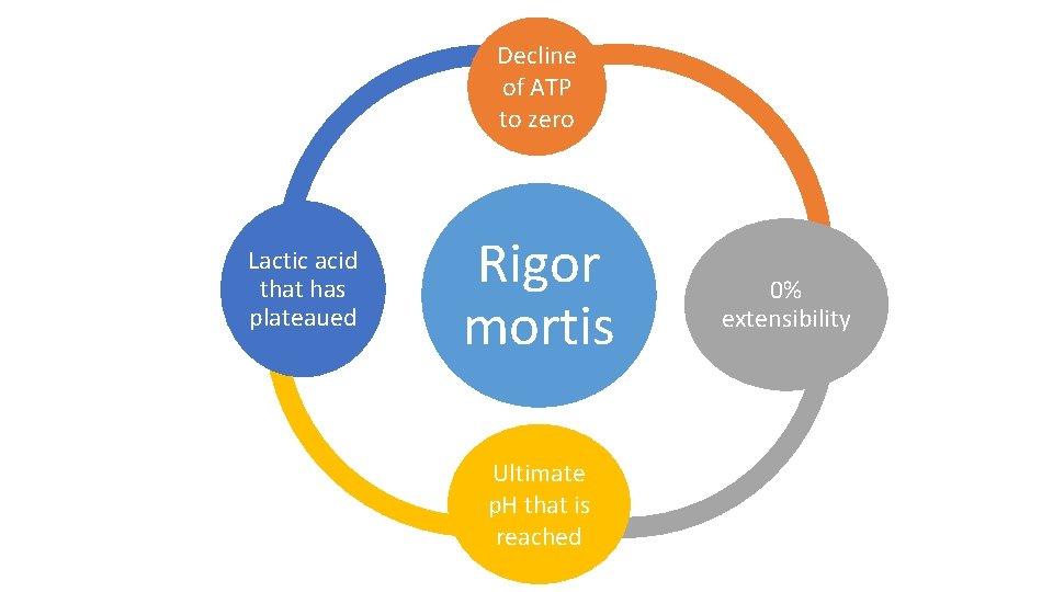 Decline of ATP to zero Lactic acid that has plateaued Rigor mortis Ultimate p. Decline of ATP to zero Lactic acid that has plateaued Rigor mortis Ultimate p.