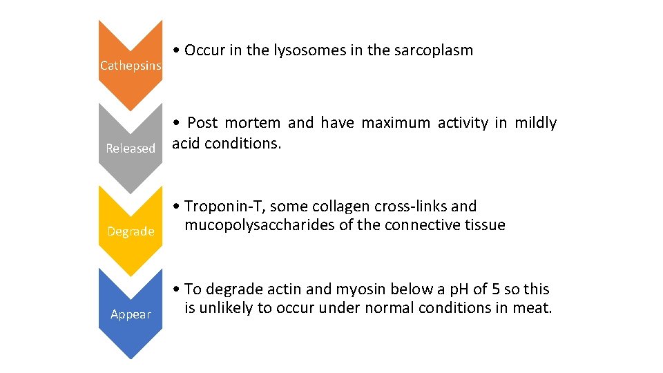 Cathepsins • Occur in the lysosomes in the sarcoplasm Released • Post mortem and Cathepsins • Occur in the lysosomes in the sarcoplasm Released • Post mortem and