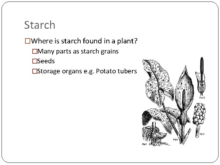 Starch �Where is starch found in a plant? �Many parts as starch grains �Seeds