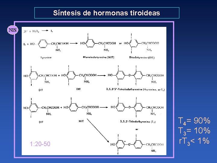 Síntesis de hormonas tiroideas NIS 1: 20 -50 T 4= 90% T 3= 10%