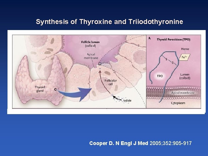 Synthesis of Thyroxine and Triiodothyronine Cooper D. N Engl J Med 2005; 352: 905