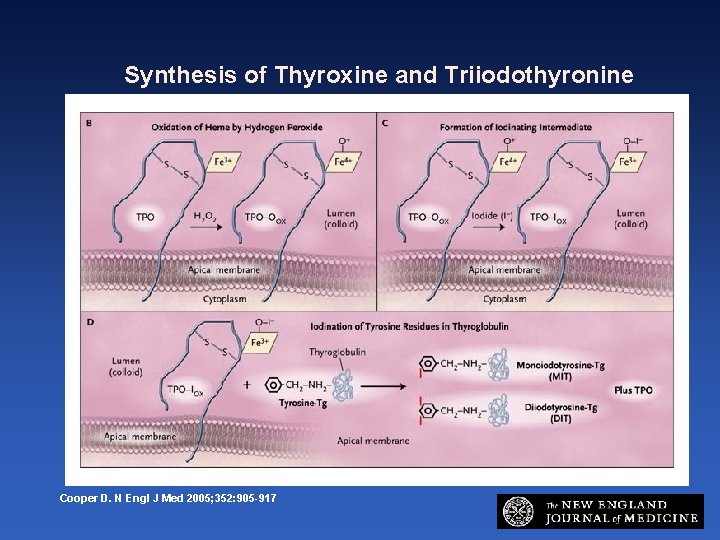 Synthesis of Thyroxine and Triiodothyronine Cooper D. N Engl J Med 2005; 352: 905