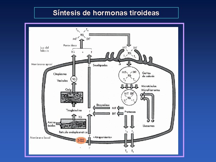 Síntesis de hormonas tiroideas NIS 