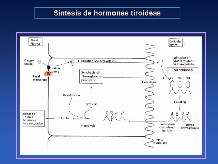 Síntesis de hormonas tiroideas NIS Peroxidases 