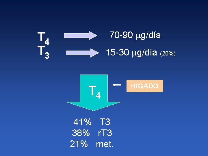 T 4 T 3 70 -90 g/día 15 -30 g/día (20%) T 4 41%