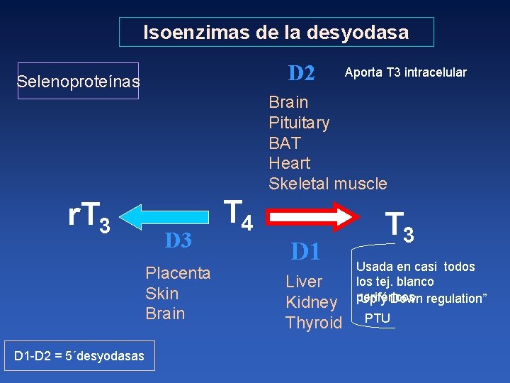 Isoenzimas de la desyodasa D 2 Selenoproteínas Aporta T 3 intracelular Brain Pituitary BAT