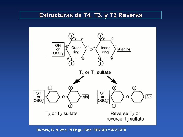 Estructuras de T 4, T 3, y T 3 Reversa Burrow, G. N. et