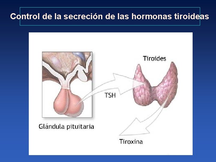 Control de la secreción de las hormonas tiroideas 