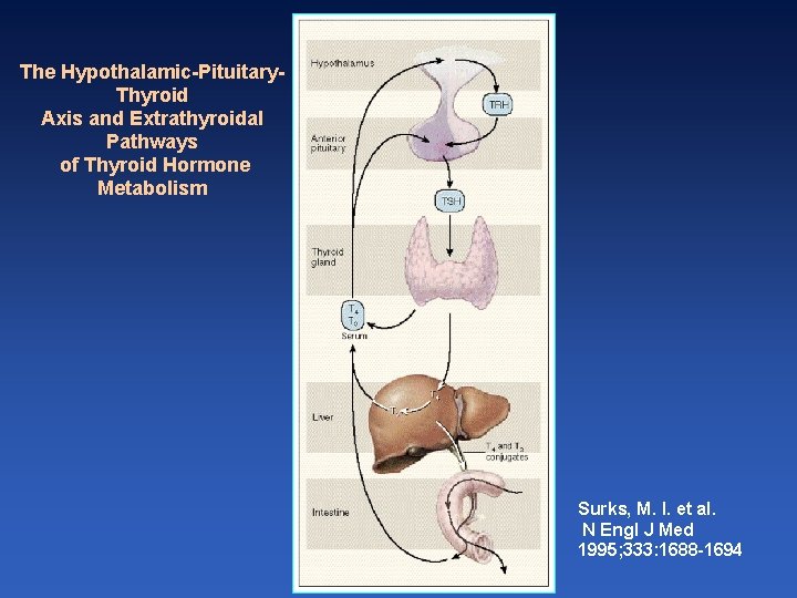 The Hypothalamic-Pituitary. Thyroid Axis and Extrathyroidal Pathways of Thyroid Hormone Metabolism Surks, M. I.