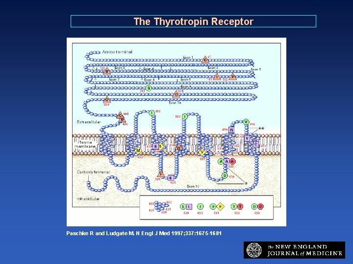 The Thyrotropin Receptor Paschke R and Ludgate M. N Engl J Med 1997; 337: