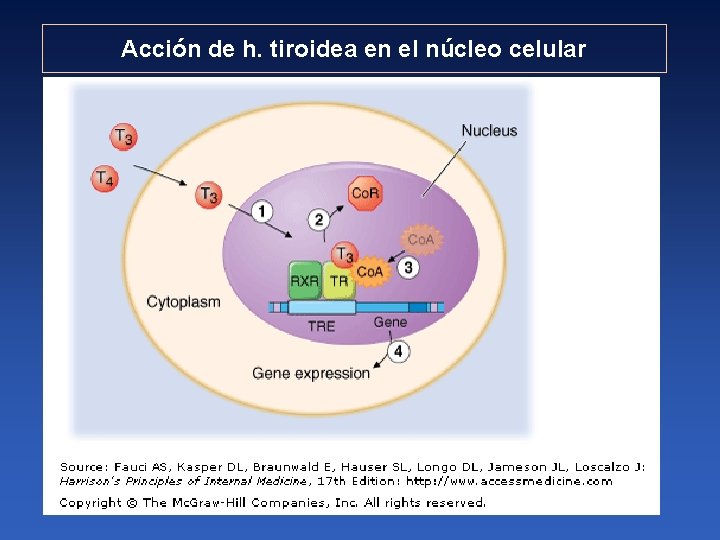 Acción de h. tiroidea en el núcleo celular 
