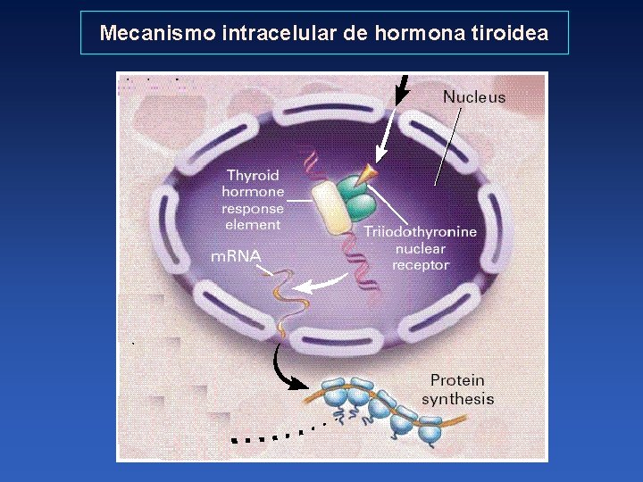 Mecanismo intracelular de hormona tiroidea 