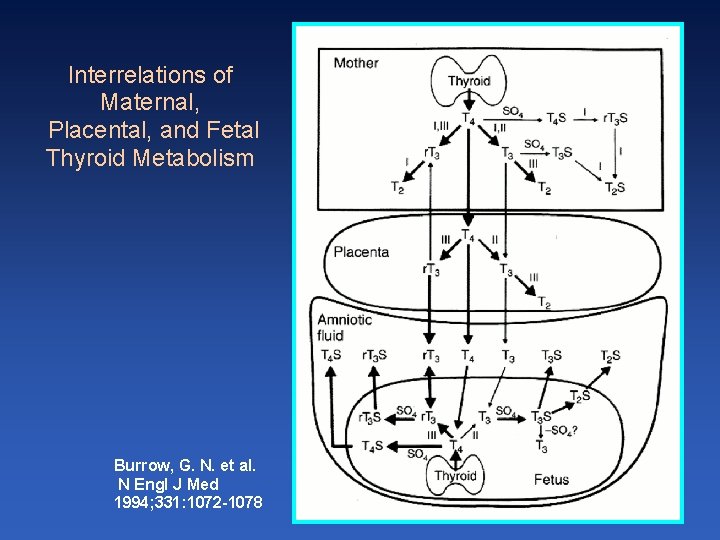 Interrelations of Maternal, Placental, and Fetal Thyroid Metabolism Burrow, G. N. et al. N