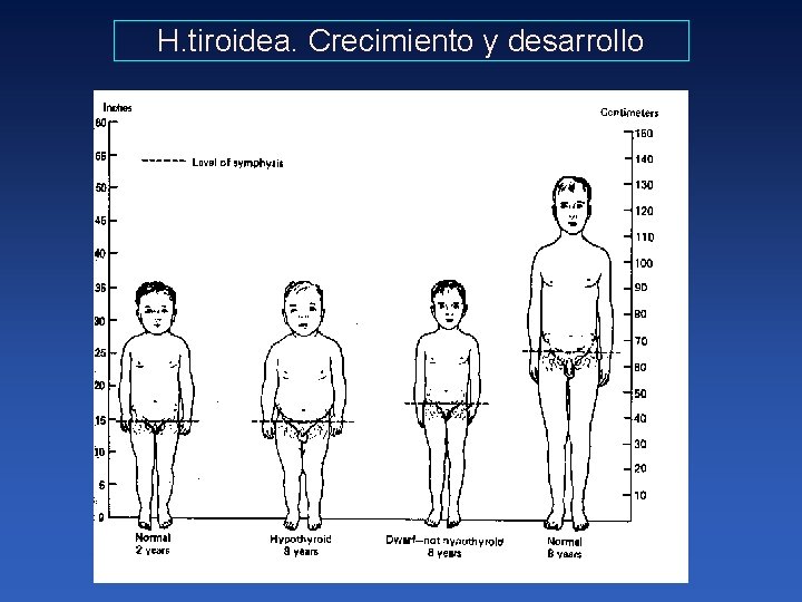 H. tiroidea. Crecimiento y desarrollo 