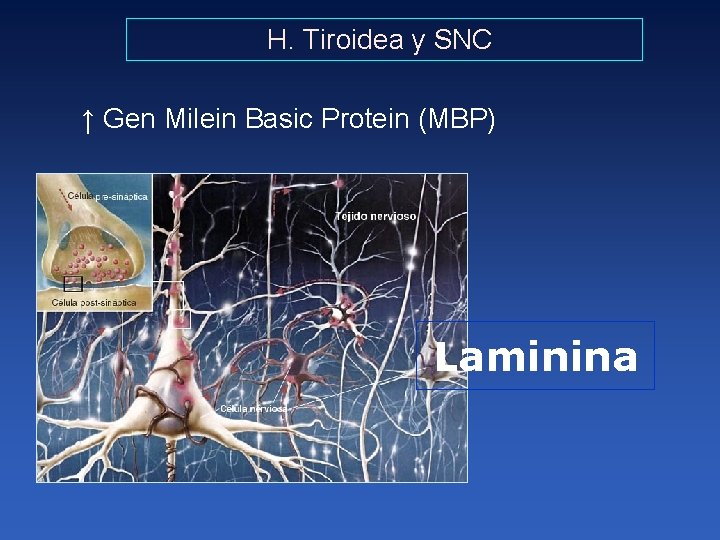 H. Tiroidea y SNC ↑ Gen Milein Basic Protein (MBP) Laminina 