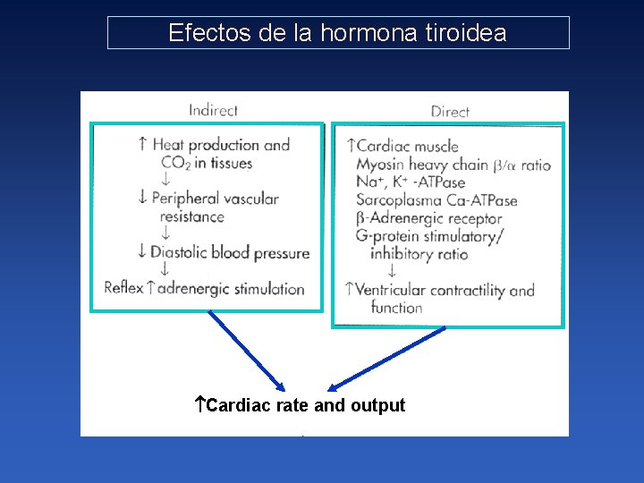 Efectos de la hormona tiroidea Cardiac rate and output 
