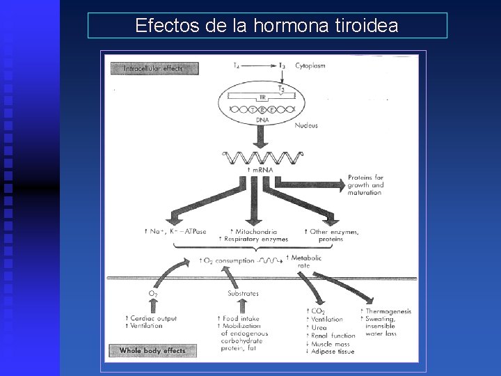 Efectos de la hormona tiroidea 