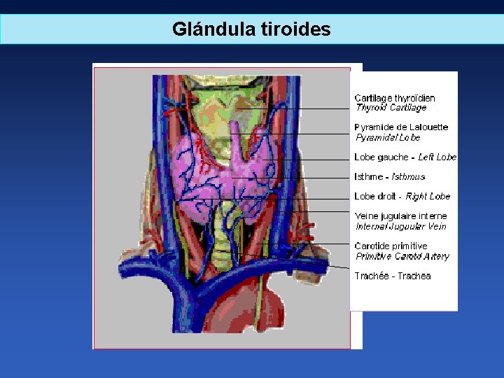 Glándula tiroides 