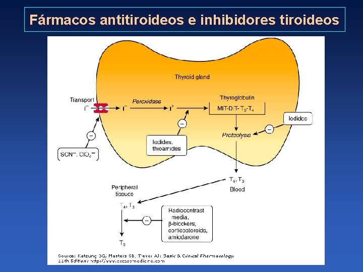 Fármacos antitiroideos e inhibidores tiroideos 