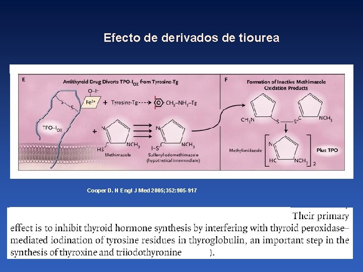 Efecto de derivados de tiourea Cooper D. N Engl J Med 2005; 352: 905