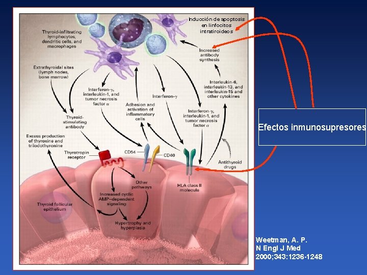 Inducción de apoptosis en linfocitos intratiroideos Efectos inmunosupresores Weetman, A. P. N Engl J