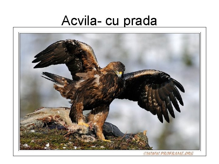 Acvila- cu prada 