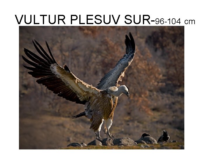VULTUR PLESUV SUR-96 -104 cm 