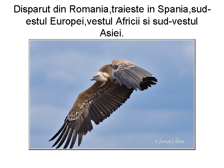 Disparut din Romania, traieste in Spania, sudestul Europei, vestul Africii si sud-vestul Asiei. 