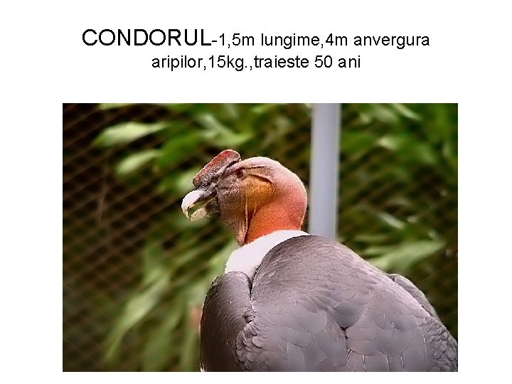 CONDORUL-1, 5 m lungime, 4 m anvergura aripilor, 15 kg. , traieste 50 ani
