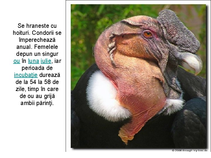 Se hraneste cu hoituri. Condorii se împerechează anual. Femelele depun un singur ou în