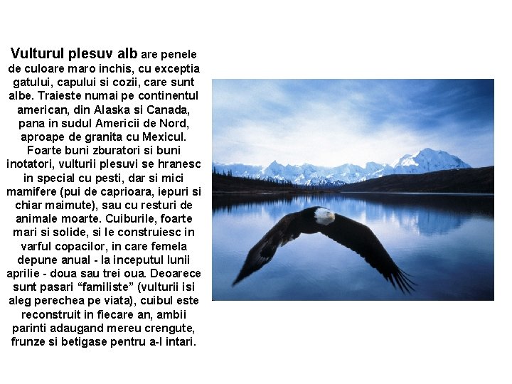 Vulturul plesuv alb are penele de culoare maro inchis, cu exceptia gatului, capului si