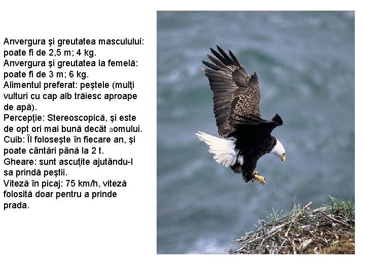 Anvergura şi greutatea masculului: poate fi de 2, 5 m; 4 kg. Anvergura şi