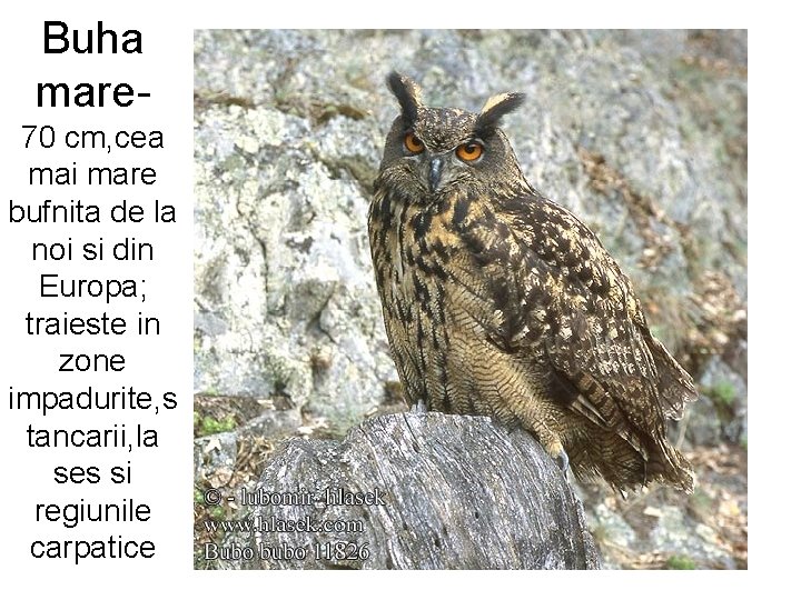 Buha mare 70 cm, cea mai mare bufnita de la noi si din Europa;