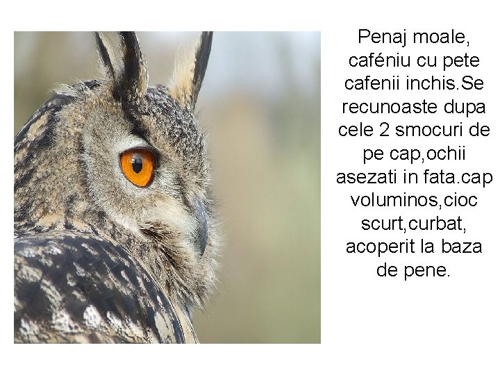 Penaj moale, caféniu cu pete cafenii inchis. Se recunoaste dupa cele 2 smocuri de